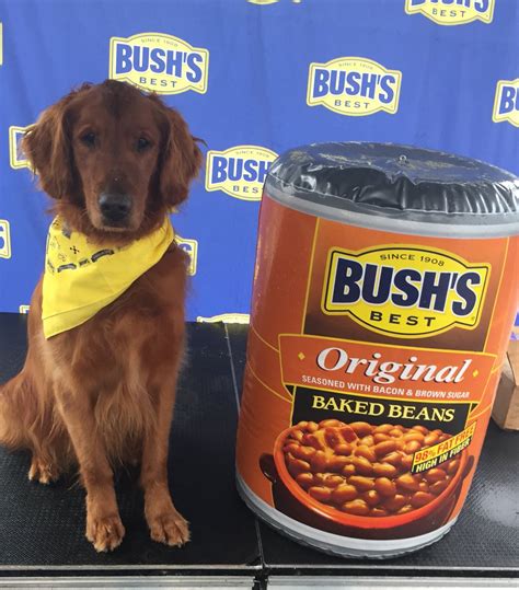 Bush baked beans dog. Instructions · Pour can of Bush's Homestyle Baked Beans into a small skillet. · For the Cowboy Dogs, pat dry hotdogs, wrap each one with bacon and place a ..... 