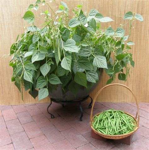 Bush beans in containers