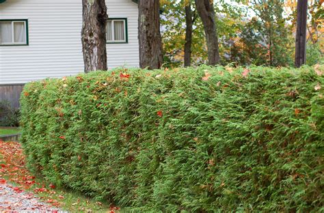 Bush fence. When it comes to installing a vinyl fence, one of the most important factors to consider is the cost per foot. The cost of a vinyl fence can vary depending on several factors, with... 