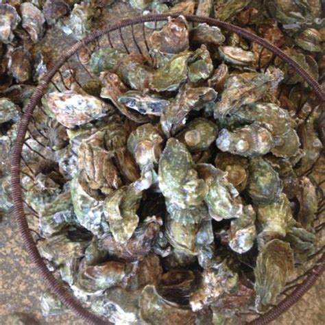 Bushel Of Oysters Price