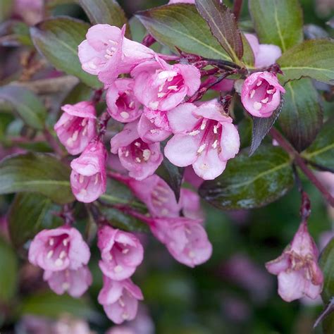 Buske med rosa blommor