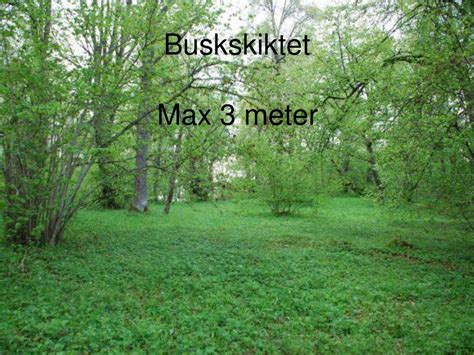 Buskskiktet