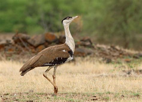 Bustard. The objective of ‘Habitat Improvement and Conservation Breeding of Great Indian Bustard-an integrated approach’ is to build the captive population of the GIBs and to release the chicks in the ... 