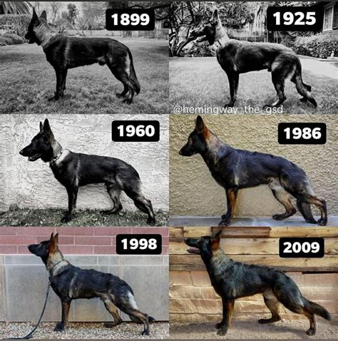 But in , UK breeders changed the name back to the German Shepherd