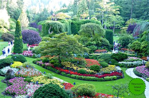 Butchart garden in victoria. 2) Beacon Hill Park. Beacon Hill Park is one of the most popular gardens in Victoria (and free), used by many people every day. Stroll through Beacon Hill Park in downtown Victoria, and you see spandex-clad joggers pounding the trails, moms pushing baby strollers and grey-haired gents chatting on park benches. 