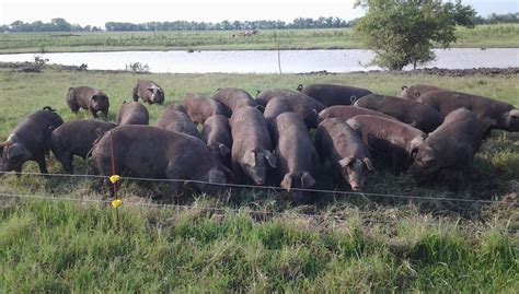 Butcher Hogs/Bulk Pork — Faye Farms