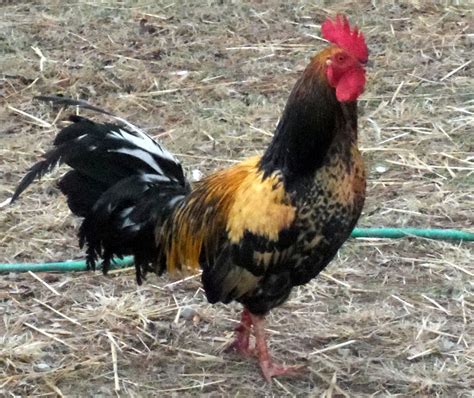 The Whitehackle gamefowl are straight combed with red eyes and are 