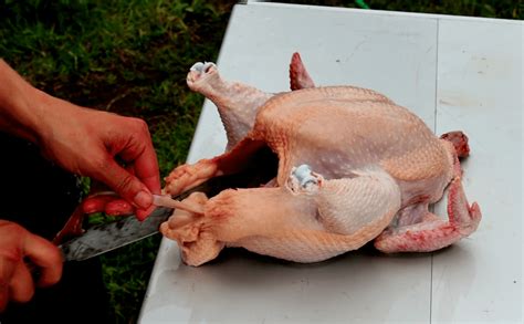 Butchering chickens. Lay the carcass on its back on a cutting board. Cut the skin between the thighs and body of the bird with a sharp knife. Holding a leg in each hand, lift the carcass from the board. Bend the legs back until the hip joints snap free. Cut each leg from the body. Cut from the back to the front close to the backbone. 