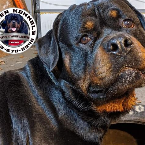 Quality rottweilers only. We breed for health, temperament, structure and that size you love. Call/text 8436703346 now taking deposits. Www.butlerkennelsrottweilers.com.... 