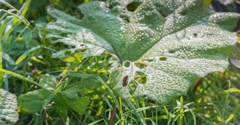 Butterbur (Leaf,root), Petasites officinalis - Top Quality Herbs ...