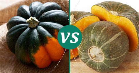 Buttercup Squash vs Acorn Squash: 3 Nutrition Facts You Must …