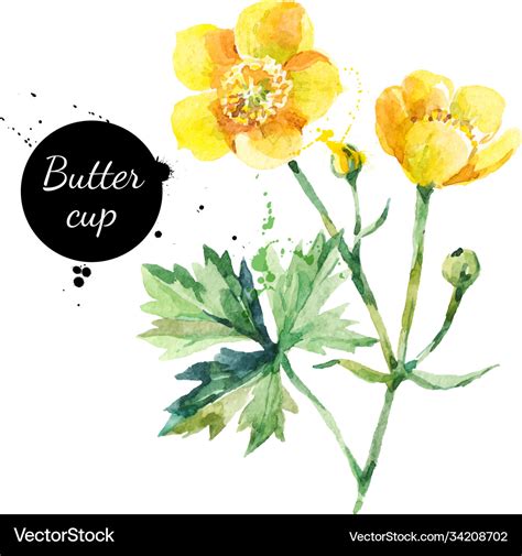 Buttercup Vector clipart and illustrations (704) - Can Stock Photo