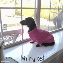 The Starbox Dachshunds · June 11, 2020 · Follow. Buttercup is still trying to learn how to talk like Mooonpie (IB: @victoriarada0 on Tik Tok) Comments. Most relevant .... 