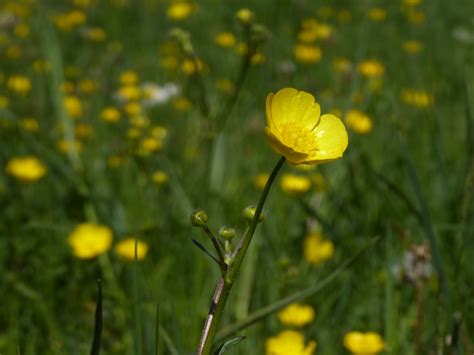 Buttercups - Cotswold Grass Seeds