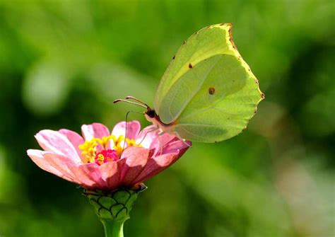 Butterflies in Nepal - Inside Himalayas