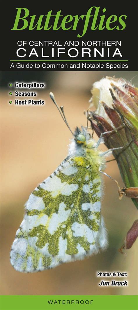 Butterflies of central northern california a guide to common notable species. - Black decker the complete guide to kitchens do it yourself.