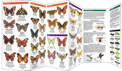 Butterflies of ohio field guide butterfly identification guides. - Dodge dakota 2000 2005 service repair manual.