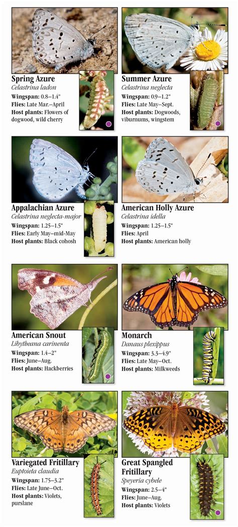 Butterflies of the western chesapeake washington dc maryland virginia a guide to common notable species. - Arnaud denjoy, évocation de l'homme et de l'œuvre.