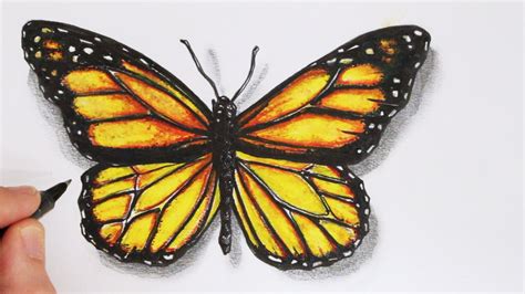 Butterfly Drawing Realistic