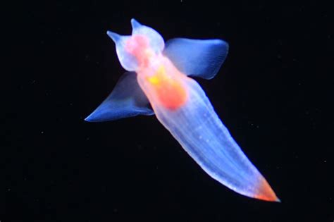 Read Butterfly Sea