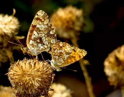 Butterfly Walk - This Week St James