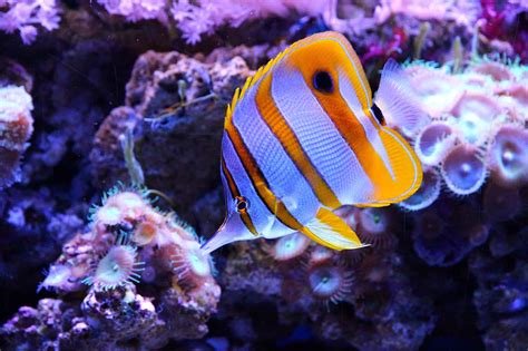 Butterfly fish Facts - Softschools.com