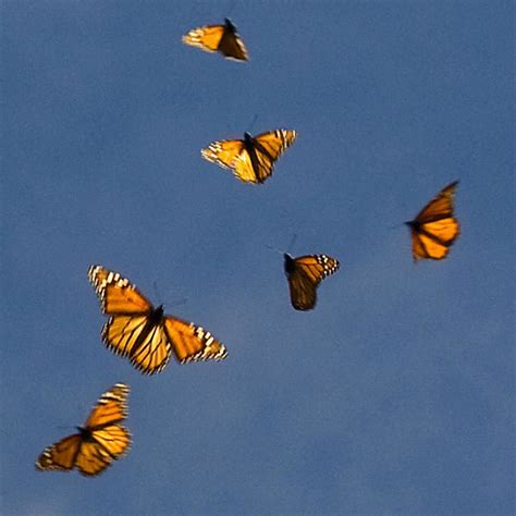 Butterfly flying. Things To Know About Butterfly flying. 