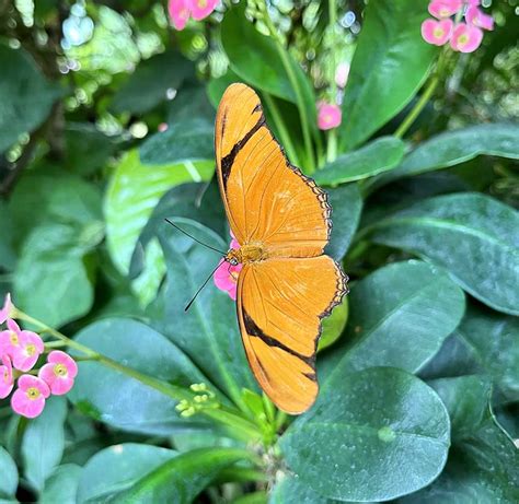 Butterfly key west. 501 reviews of The Key West Butterfly & Nature Conservatory "Serenity is found here at the Key West Butterfly and Nature Conservatory. It is a small path like a sidewalk among trees and leaves and yes, butterflies flying about … 