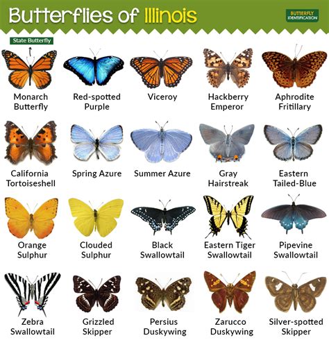 Butterfly nickname. Things To Know About Butterfly nickname. 