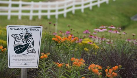 Monarch Waystations are an ecological learning space. These gardens are designed to involve students in the conservation of our endangered Monarch butterfly .... 