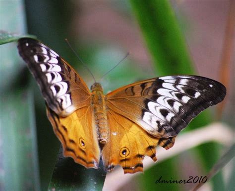 Butterfly.02 Onlyfans Leak (SEX) 💦
