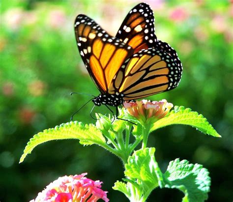 🔥 Butterflybritt Leaks XxX