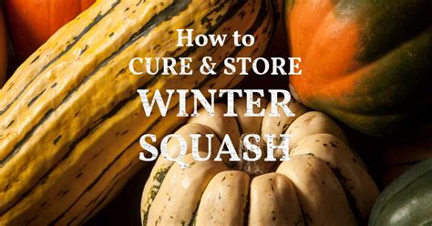 Butternut Squash Storage - Easy Tips for Preserving …