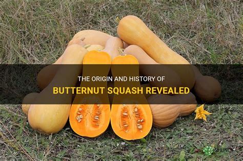 Butternut origin. Things To Know About Butternut origin. 