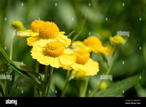 Butterpat hi-res stock photography and images - Alamy