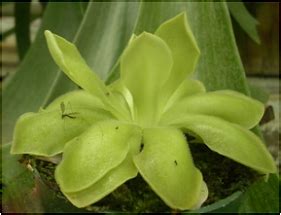 Butterwort gublers