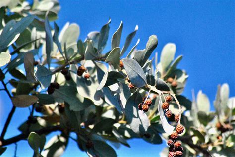 Buttonwood - Wild South Florida