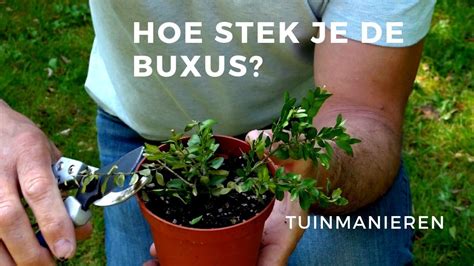 Buxus stekken of vermeerderen