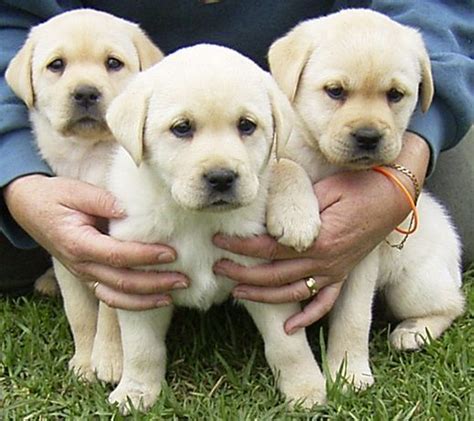 Buy/Sell Labrador Puppies Online - Adopt a Lab Dog in …