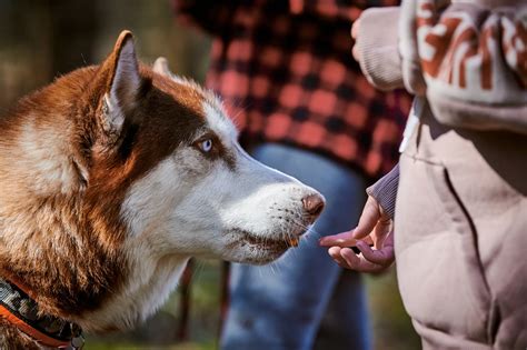 Buy Akita Husky Wolf Mix UP TO 58% OFF