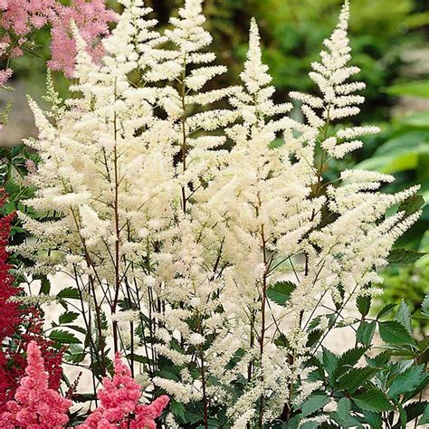 Buy Astilbe Plants J Parker Dutch Bulb