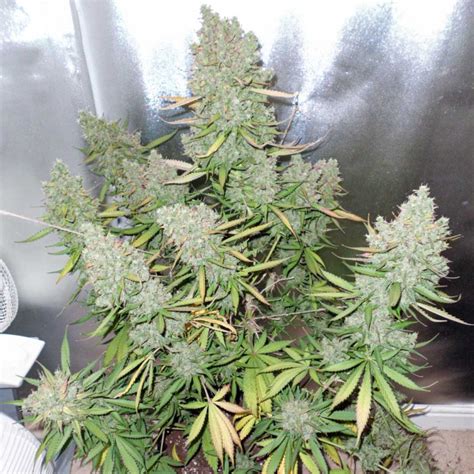 Buy Auto Blueberry® Autoflower Cannabis Seeds Dutch …