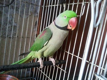 Buy Birds For Sale in Lahore Agentpet.com