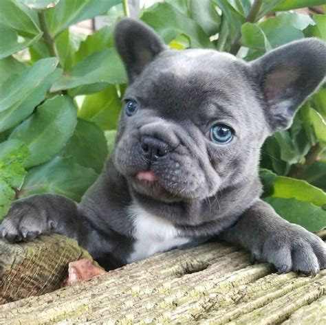 Buy Blue French Bulldog Puppy