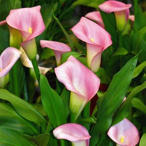 Buy Calla affordable Gardens4you.ie