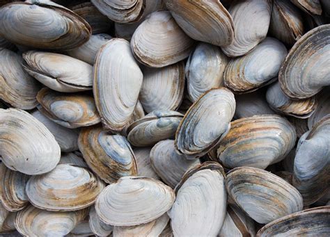 Buy Clams Wholesale - Quahogs, Steamers, Manilas & More - Pangea Shellfish