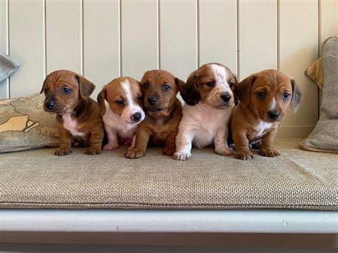 Buy Dachshund Jack Russell Puppies UP TO 58% OFF