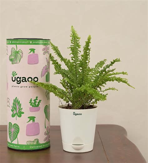 Buy Green Fern - Mini Natural Plant In White Self Watering …