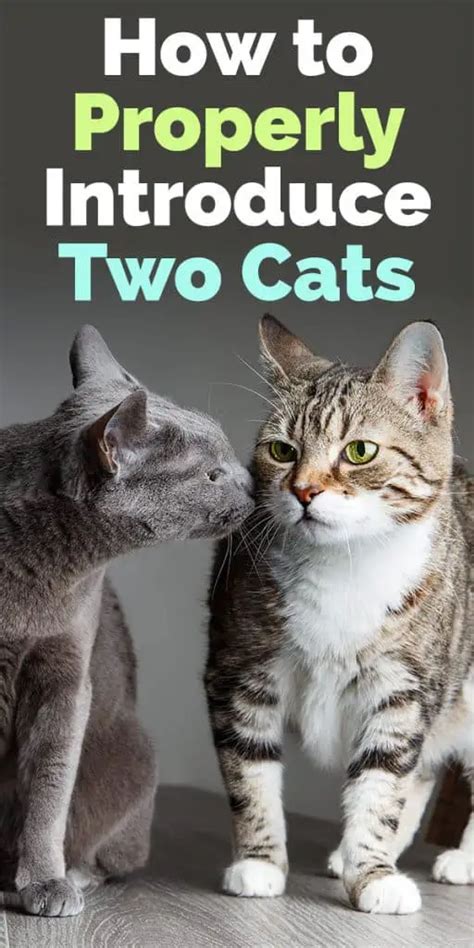 Buy How To Introduce Two Cats To Each Other UP TO 53% OFF