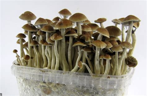 Buy Magic Mushrooms where to buy magic mushrooms